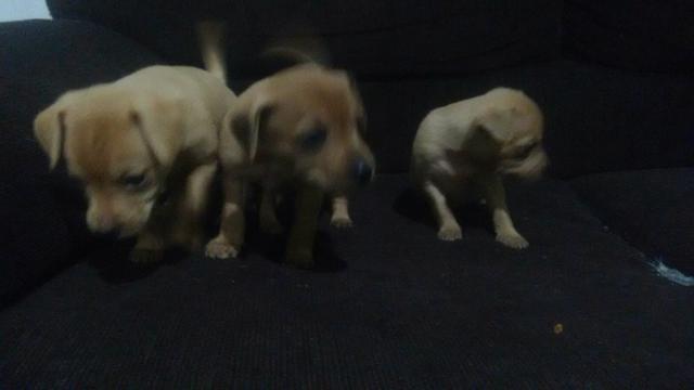 Pinscher puro numero 02