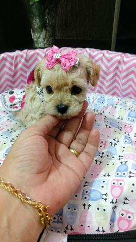 Poodle mini toy fêmea e macho