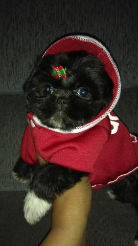 Promoção vende linda femia de Shitzu porte bem pequena