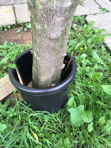 Protetor contra formigas