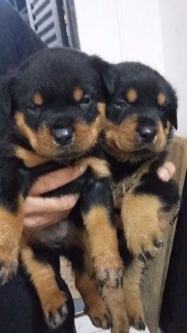 Rottweiler fêmea