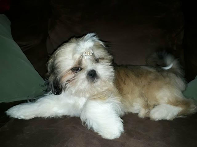 Shih Tzu Macho, vacina importada, pais com pedigree