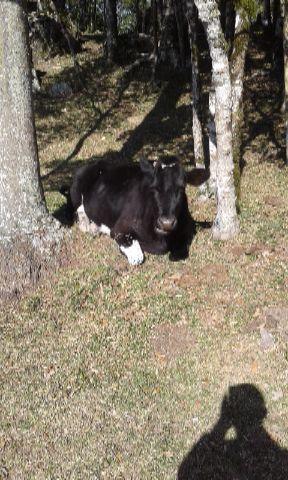 Vaca prenhá 5 meses