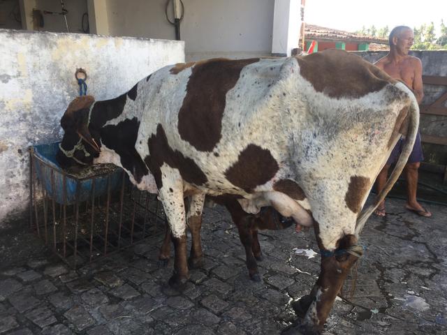Vacas de leite