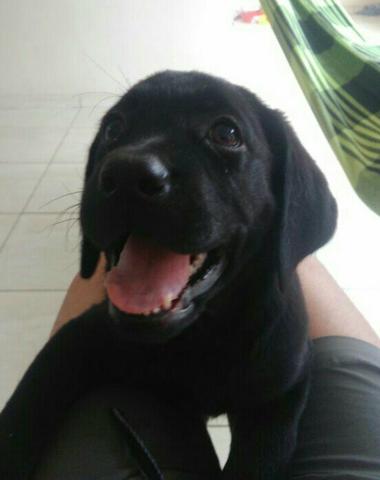 Vendo labrador preto macho