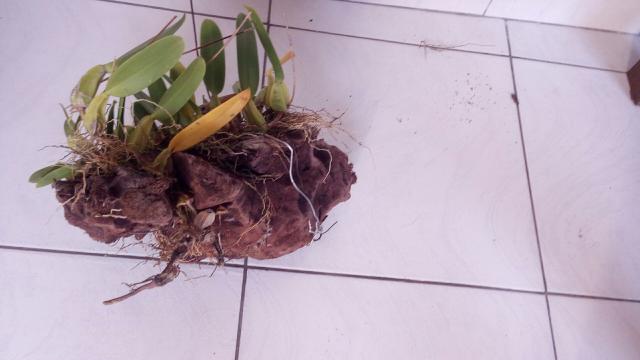 Vendo mudas de orquídeas.