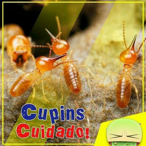 Cupins cuidado