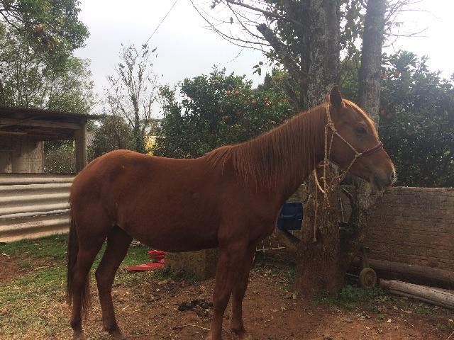 Egua quarto de milha