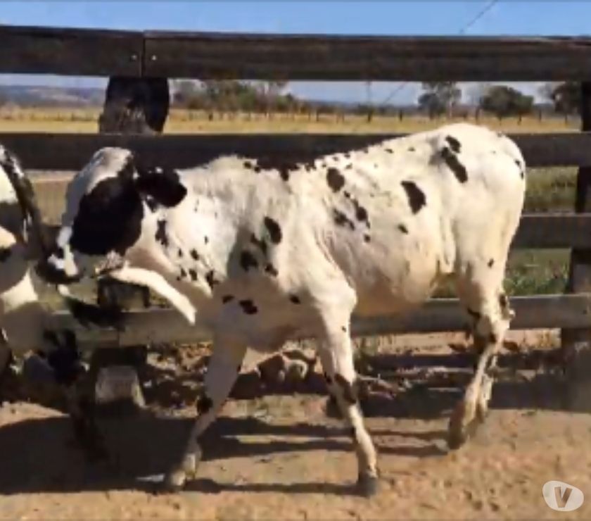 Frete Grátis !!! 50 Bezerros Nelore, Anelorado e Cruzado