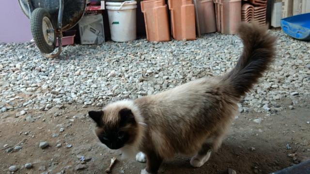 Gato sagrado da Birmania