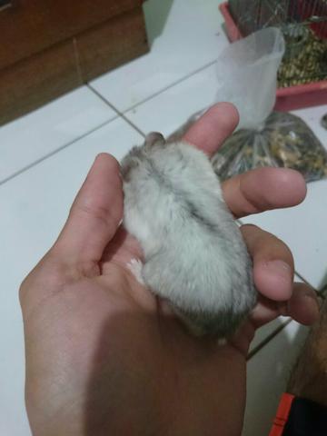 Hamster macho pérola