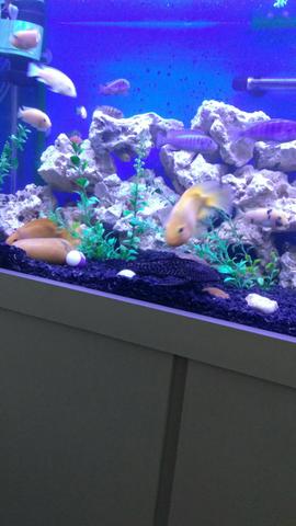 Movel rochas e peixes