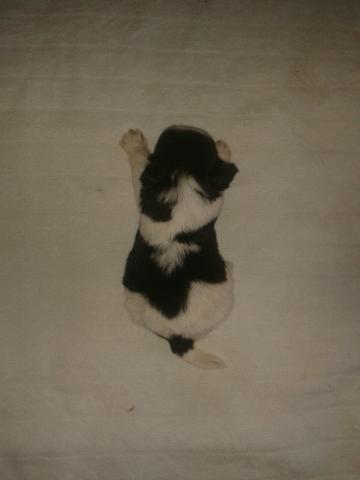 Shihtzu cim CBKC