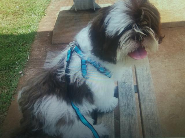 Shitzu  (a retirar em mogi das cruzes)