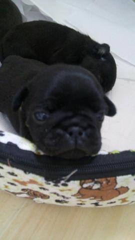 Vendo lindos pugs !