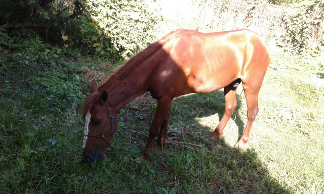 Cavalo mestiço