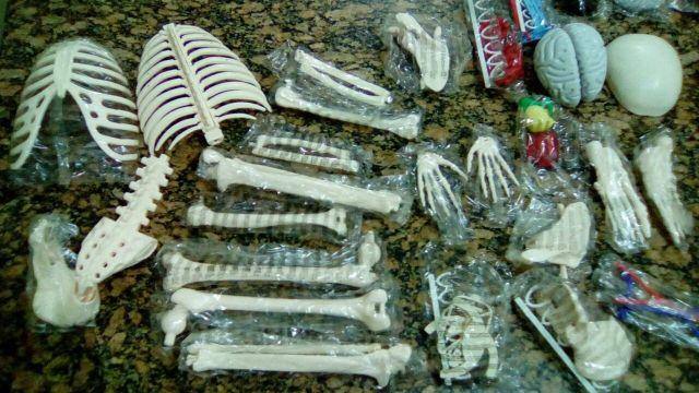 Esqueleto Humano Anatômico