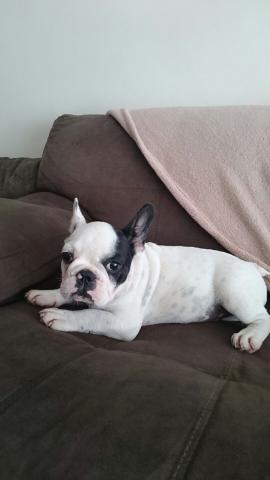 Lindo machismo pirata