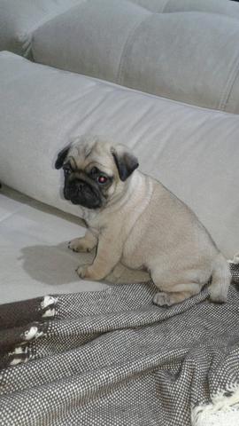 PUGs LINDAS