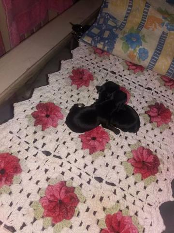 Pinscher macho 2 bb zero 550 avista dou desconto