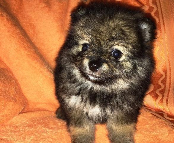 Spitz Alemão fêmeas com pedigree super preço