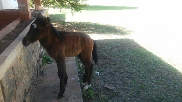 Vendo uma égua muito mansa