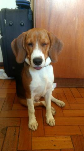 Beagle com 6 meses
