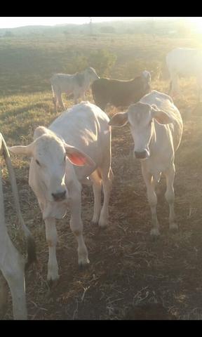 Bezerras nelores goiania