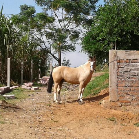 Cavalo Baio