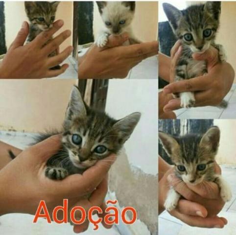 Doa-se Gatinhas