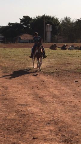 Egua pampa - Marcha Picada - super cômoda - mansa