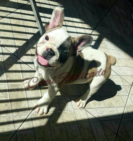 Fêmeas de bulldog frances disponíveis!!