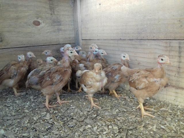 Lote 23 franguinhas pescoco pelado