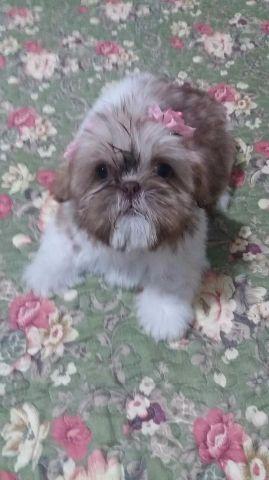 Shih Tzu