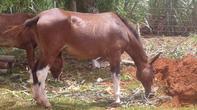 Vende-se Mula Marchadeira e Égua Mangalarga