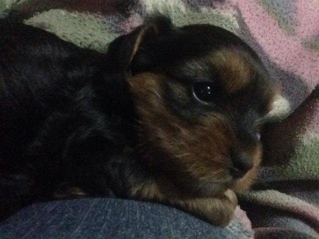 Vendo yorkshire fêmea