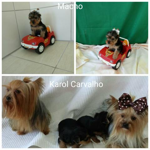 Yorkshire terrier machos entrega Grátis em Patos dia 