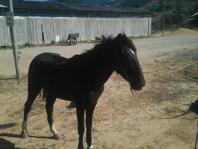 American Trotter potranca