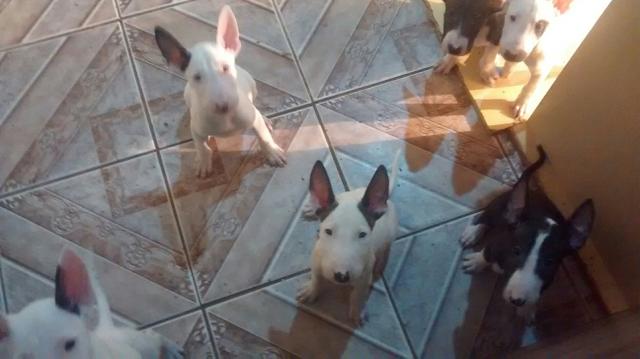 Bull terrier com pedigree