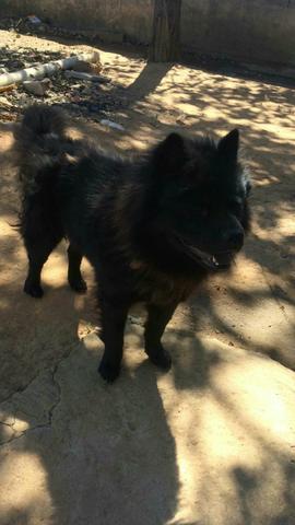Femea 2 anos Chow Chow