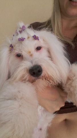 Lhasa Apso Fêmea Campinas