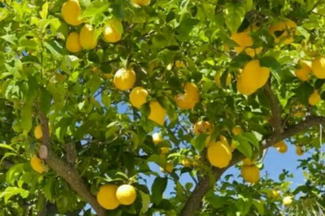 Mudas limão siciliano e jabuticaba híbrida