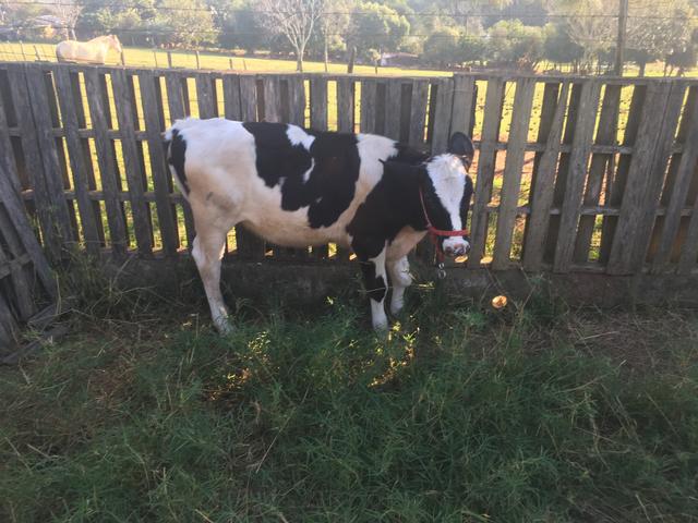 Novilha Holandesa pura 5 meses