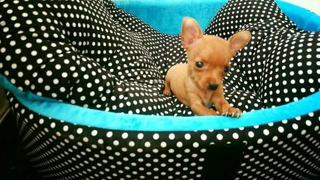 Pinscher macho x no cartão de crédito)