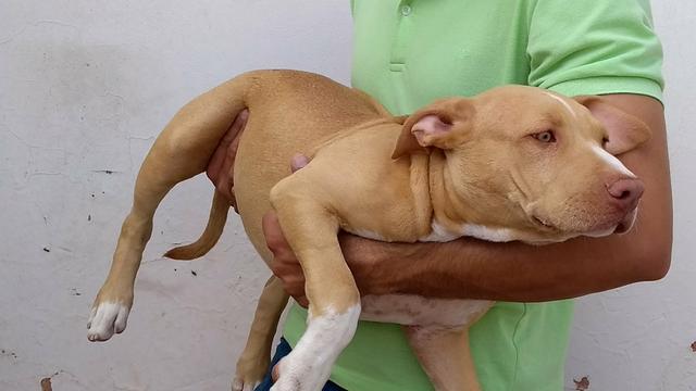 Pitbull de procedência