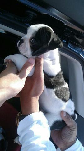 Promoção: Bulldog francês fêmea preta e branca