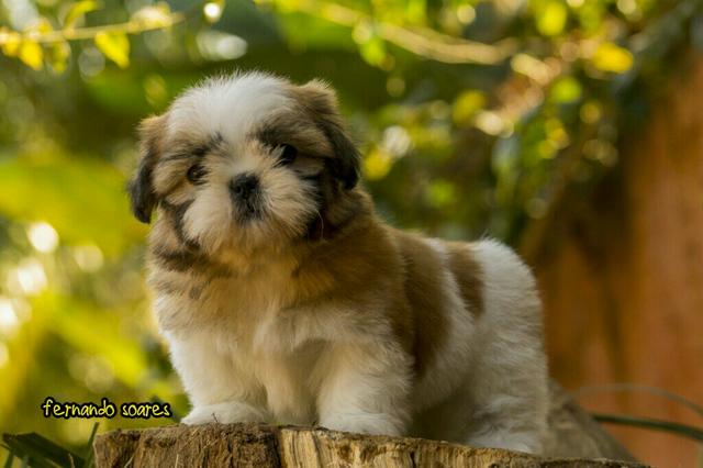 Shih tzu