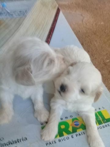 Vendo esse casal de shitson cm podle