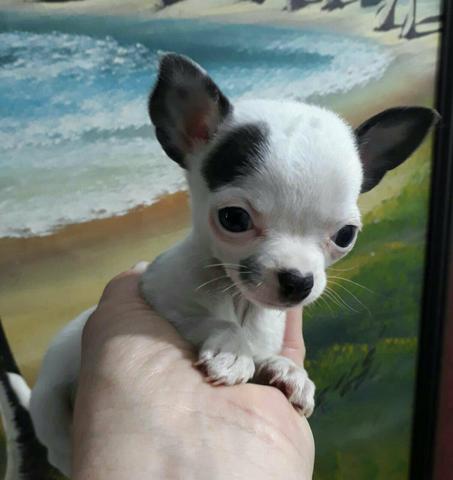 Chihuahua micro pelo curto