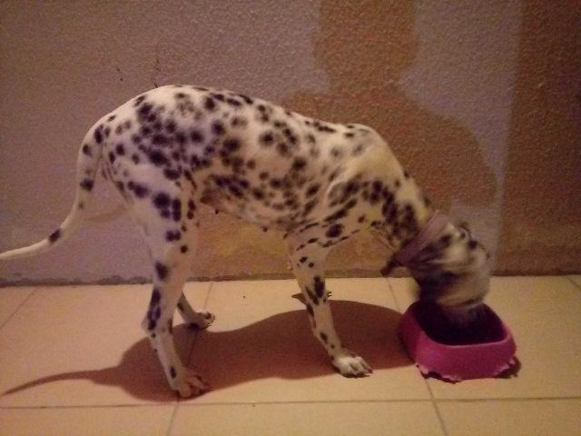 Dalmata femea acobou de completar nove meses